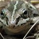 Image for article titled Which Animal Hibernates The Longest?